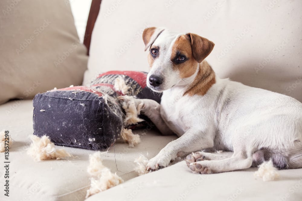 AdobeStock_133572298_Preview