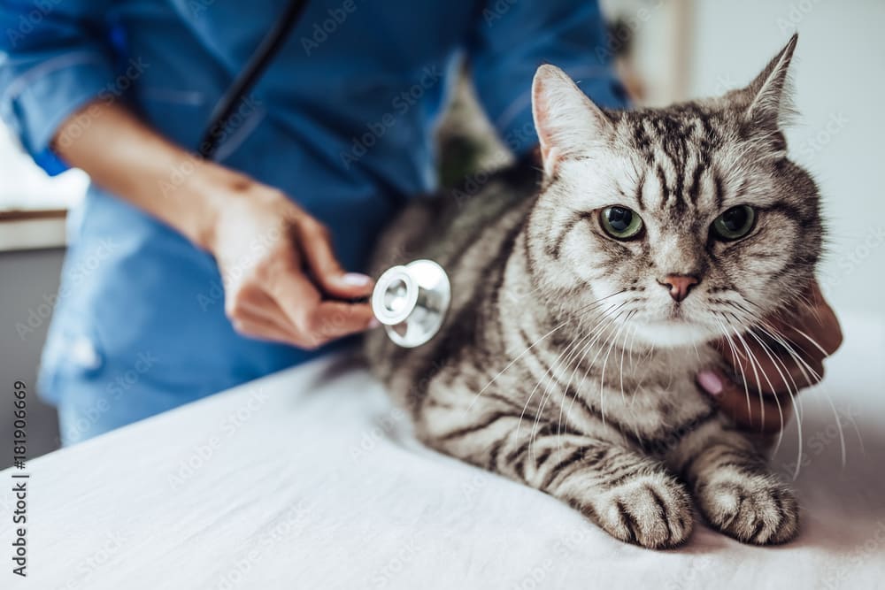 AdobeStock_181906669_Preview