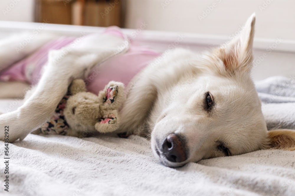 AdobeStock_564352922_Preview