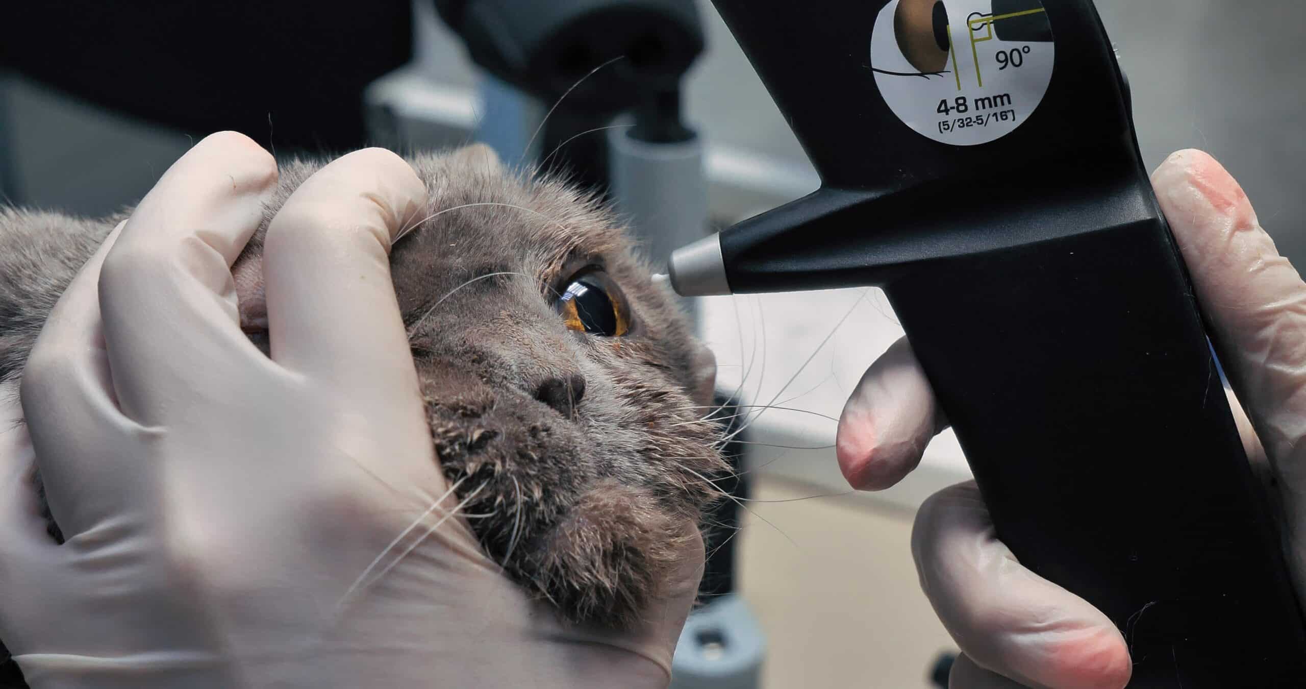 A veterinary ophthalmologist checks a cat’s eye pressure with a machine. At the veterinary clinic, the cat is given an ophthalmological examination and eye pressure is measured.