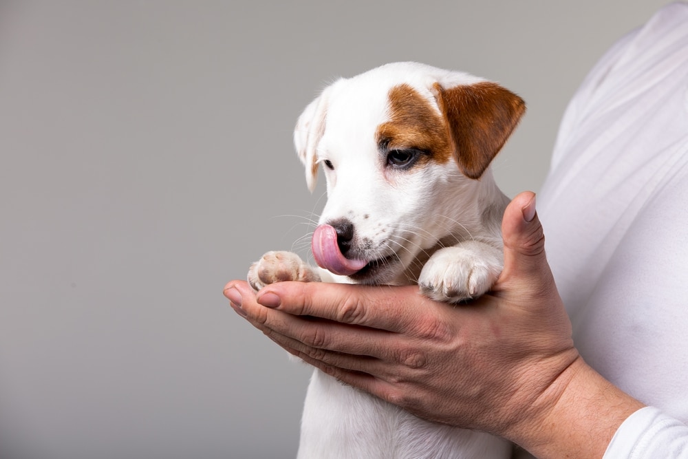 Man holds a puppy in his hands