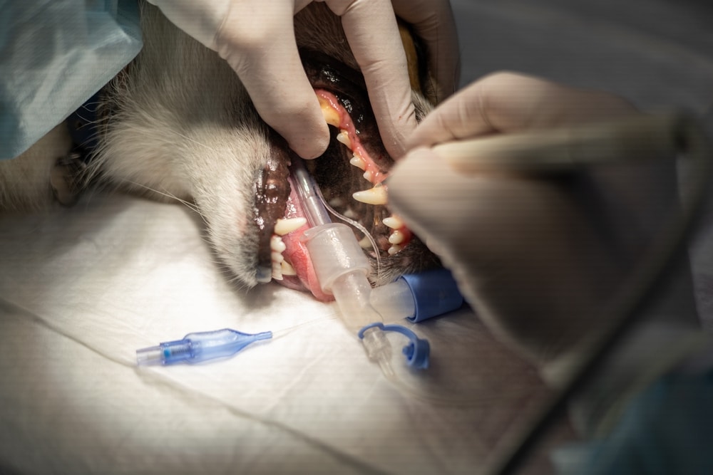 Dog oral hygiene using ultrasonic teeth cleaning. This video demonstrates the exact process for maintaining optimal dental health in dogs. Dental care, ultrasonic teeth cleaning, dog health.