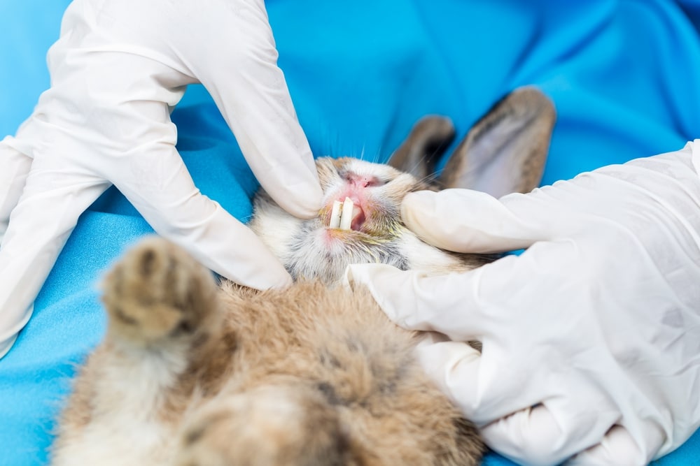 DENTISTERIE1