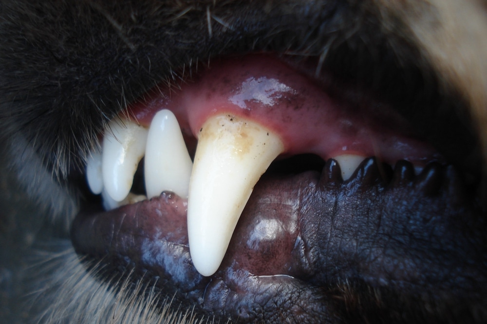 DENTISTERIE5