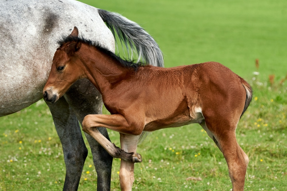 EQUIN4