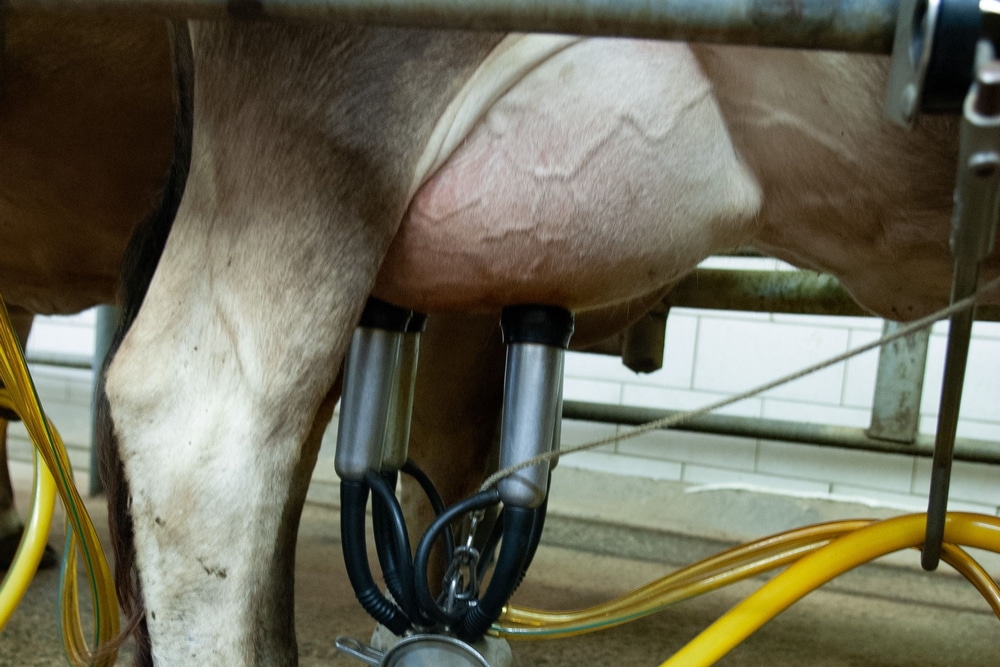 Suivi vétérinaire d’un élevage bovin en Haute-Savoie