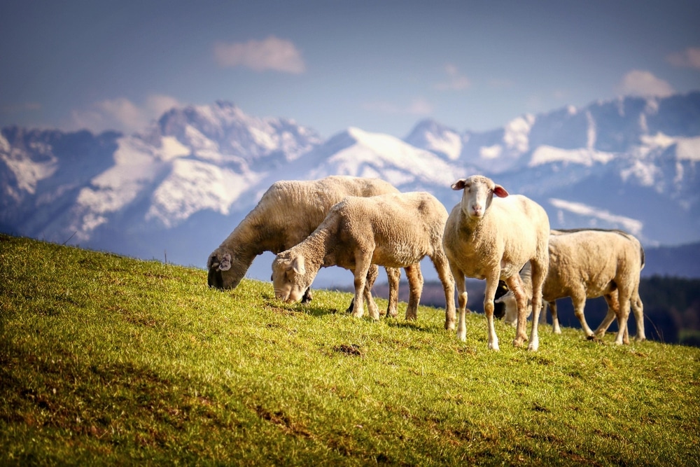 Élevage de moutons suivi par les vétérinaires ruraux de la Vallée