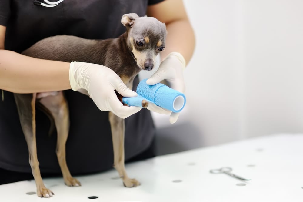 Un vétérinaire de garde soigne un chien Soins d'urgence sur un chien blessé