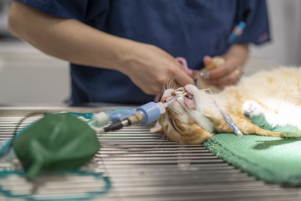 un chat soigné en urgence par un vétérinaire de Megève Un chat soigné en urgence par un vétérinaire de garde de Megève