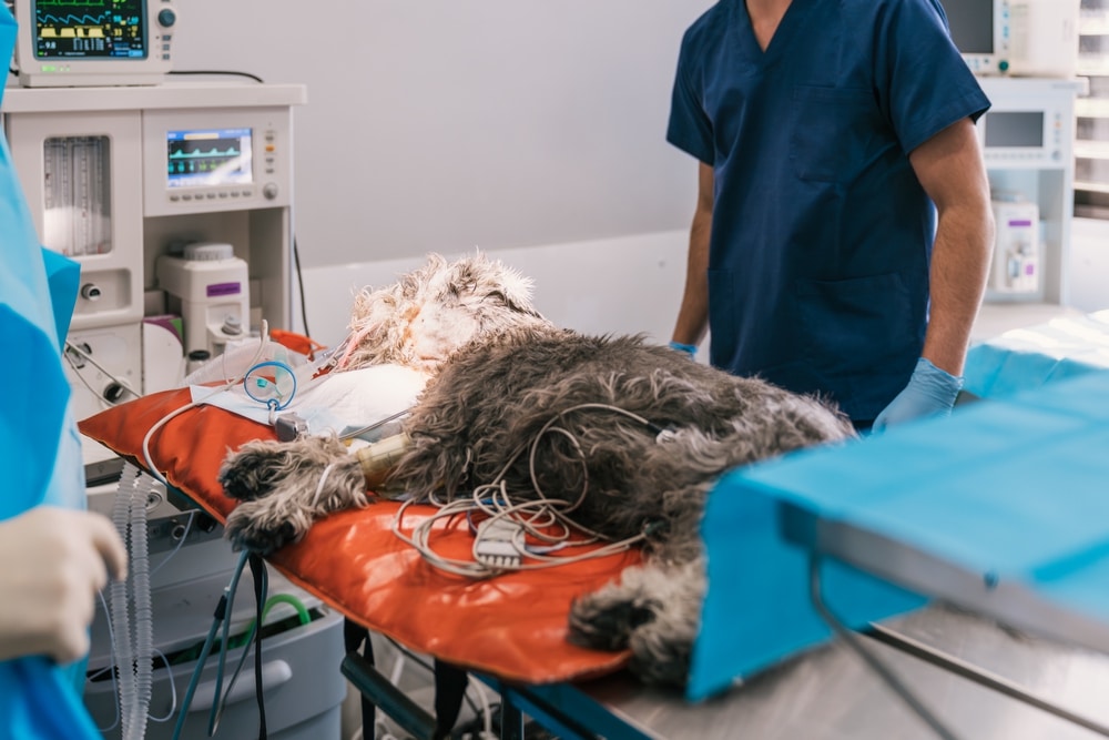 Soins d’urgence chez un chien de Domancy Un vétérinaire de garde prend en charge une urgence chez un chien de Domancy